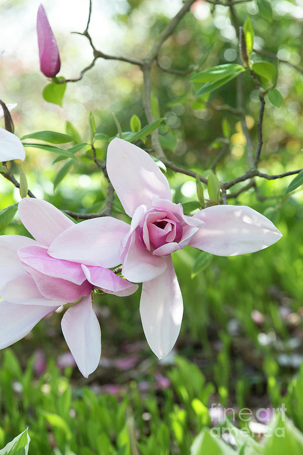 Magnolia Star Wars Flower Photograph by Tim Gainey