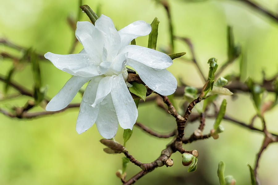 Magnolia Stellata Photograph by Belinda Greb