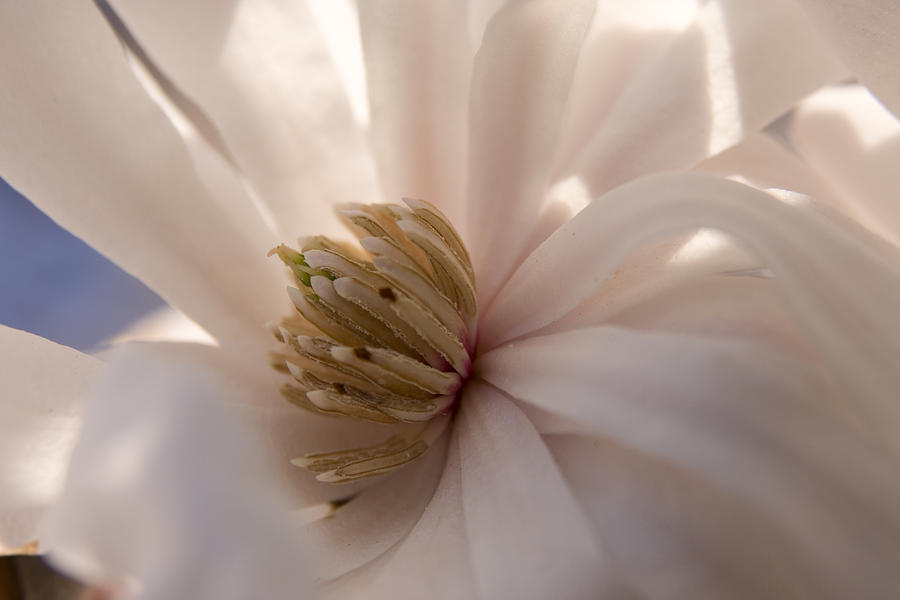 Magnolia Stellata I Photograph by Margaret Denny