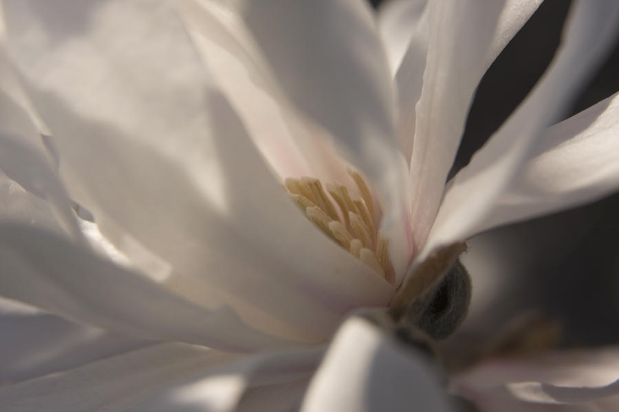 Flowers Still Life Photograph - Magnolia Stellata III by Margaret Denny