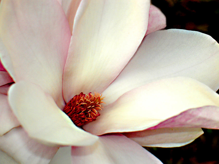 Magnolia Photograph by Steve Karol