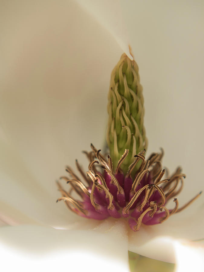 Magnolia Photograph by Stewart Helberg