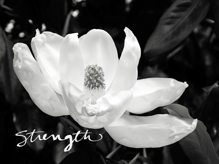 Magnolia Movie Photograph - Magnolia Strong- by Linda Woods by Linda Woods