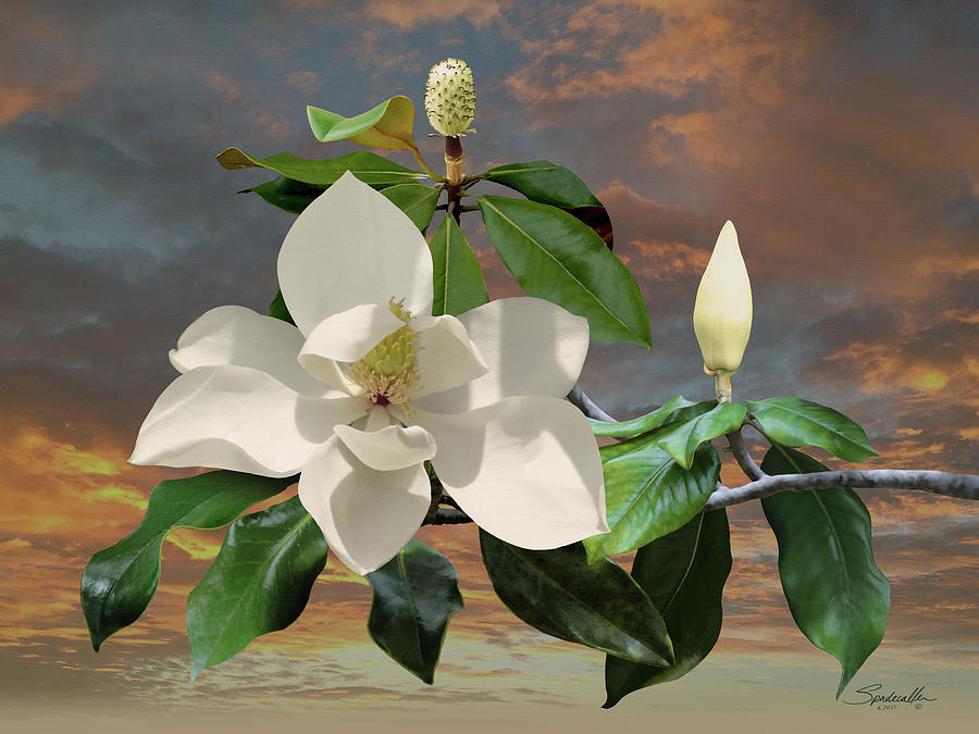 Magnolia Sunset Digital Art by M Spadecaller