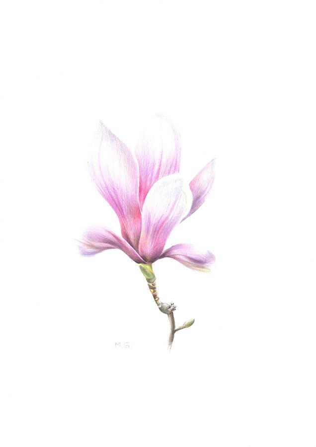 Magnolia Susan Drawing by Marta Gotliba