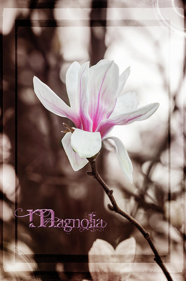 Magnolia Photograph by Susan McMenamin