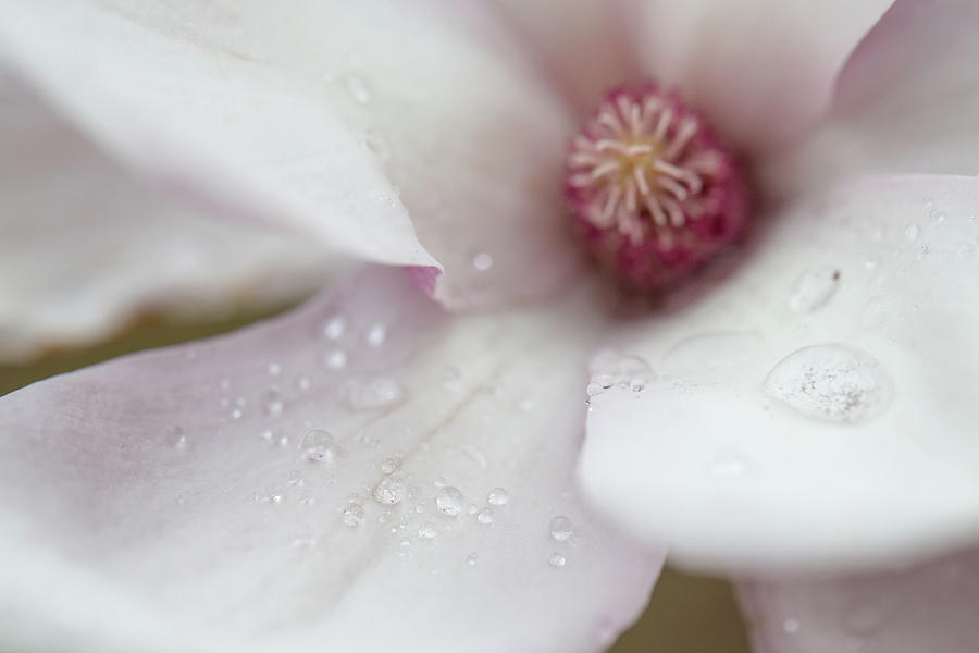 Magnolia Tears Photograph by Sara Hudock