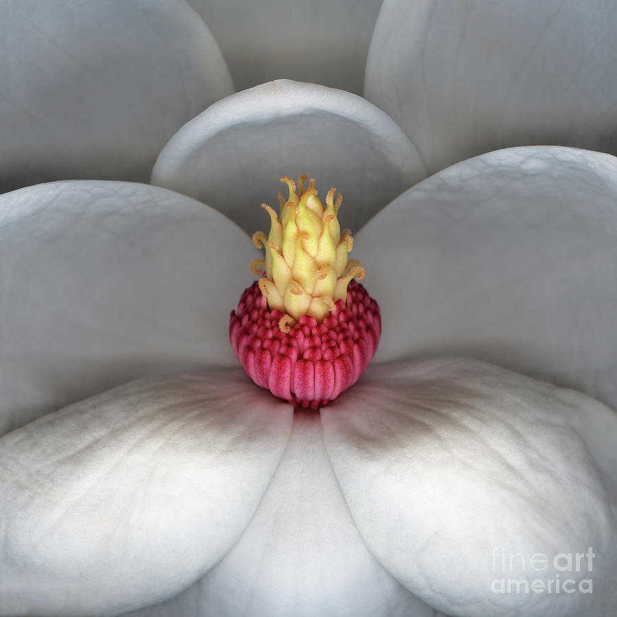 Magnolia Movie Photograph - Magnolia Thirteen by Christopher Gruver