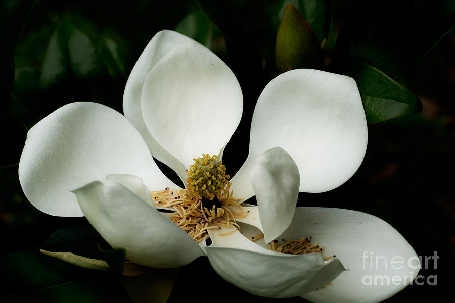 Magnolia Time Photograph by Metaphor Photo
