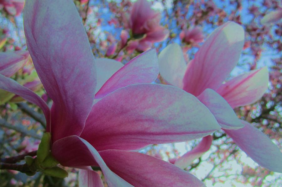 Magnolia Time Photograph by Sharon Ackley