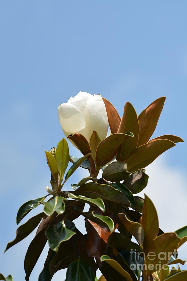 Magnolia Topper Photograph by Maria Urso