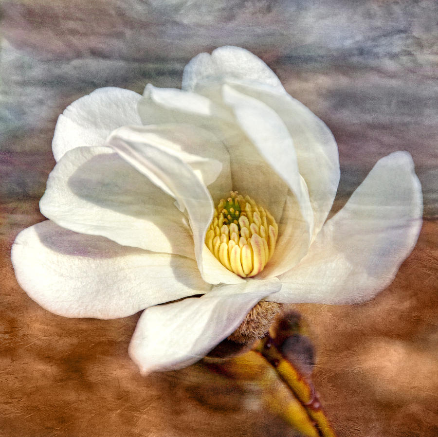 Magnolia Transformed Photograph by Leda Robertson