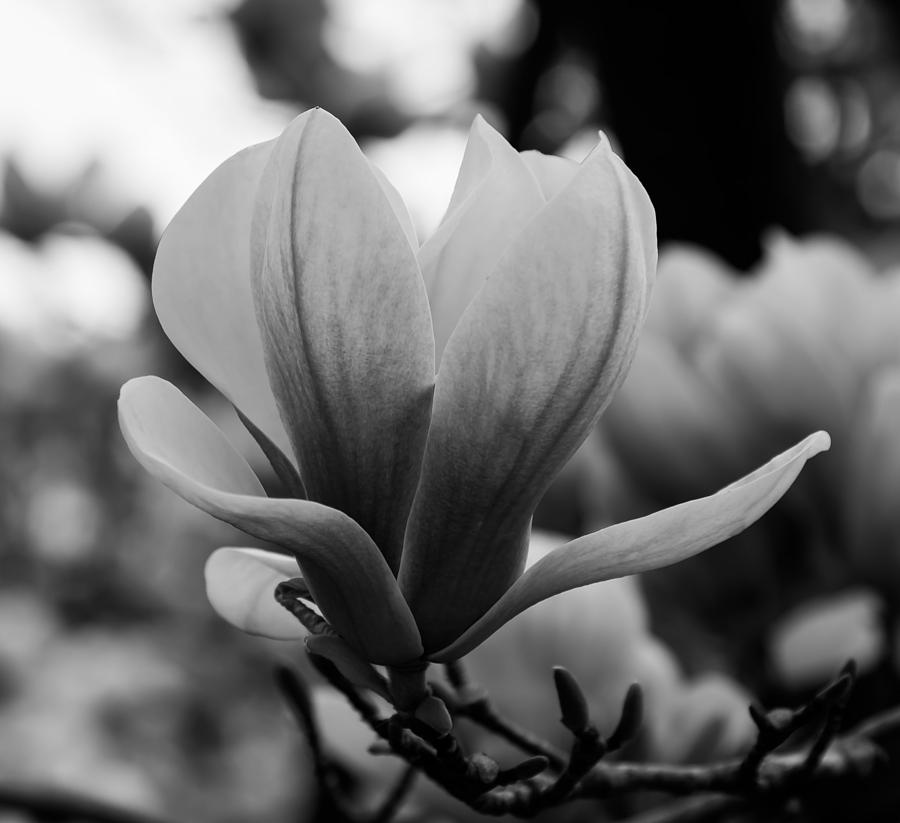 Flowers Still Life Photograph - Magnolia Tree 1 by Olga Photography