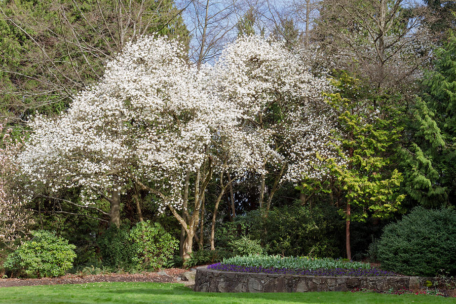 Magnolia Tree at QE Park Photograph by Michael Russell
