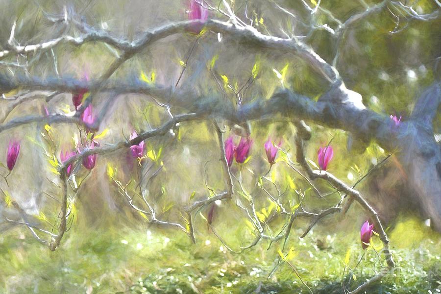 Magnolia Tree Blossoms In Watercolor Photograph