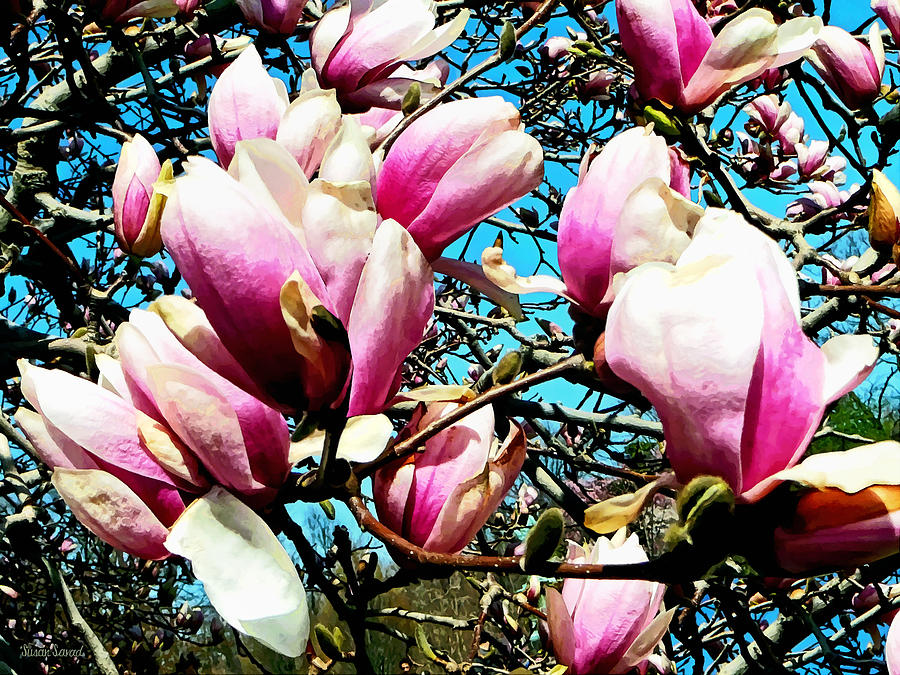 Magnolia Tree Closeup Photograph by Susan Savad