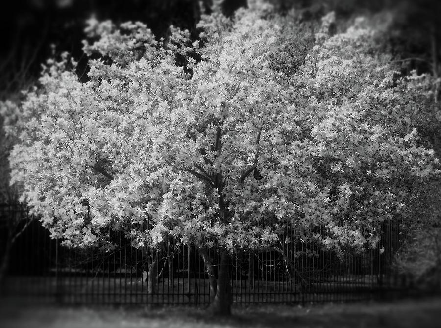 Magnolia Tree in Black and White Photograph by Angie Tirado