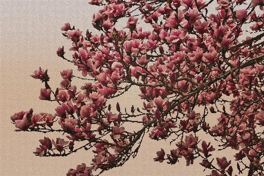 Magnolia Tree In Bloom - Antique Victorian Needlepoint Effect Photograph
