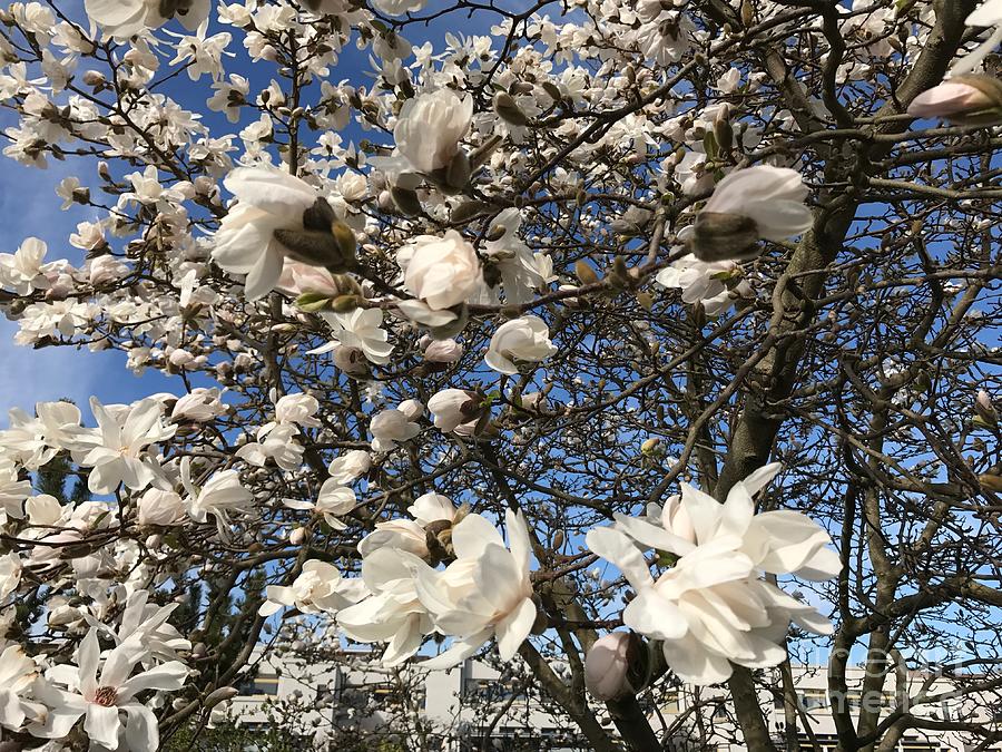Magnolia tree in blossom Photograph by Patricia Hofmeester