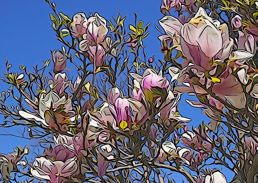 Magnolia Tree in Spring Photograph by Dennis Cox