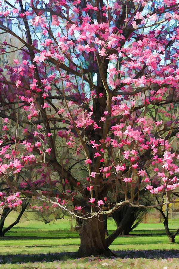 Magnolia Tree Photograph by Joyce Baldassarre - Pixels