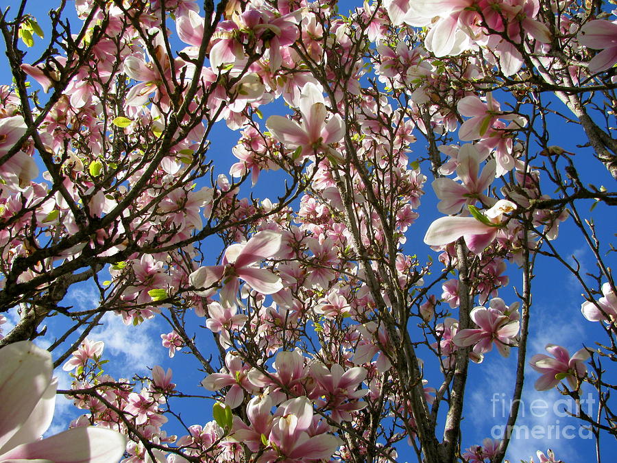 Magnolia Tree Photograph by Leone Lund