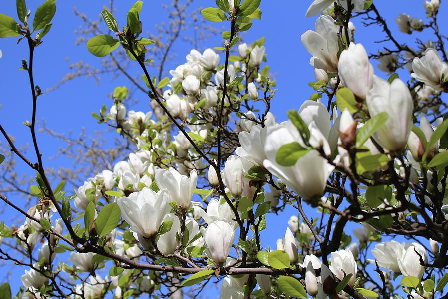 Magnolia tree by Radka Zimova King Magnolia tree by Radka Zimova King