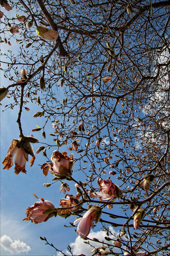 Magnolia Tree Photograph by Robert Ullmann