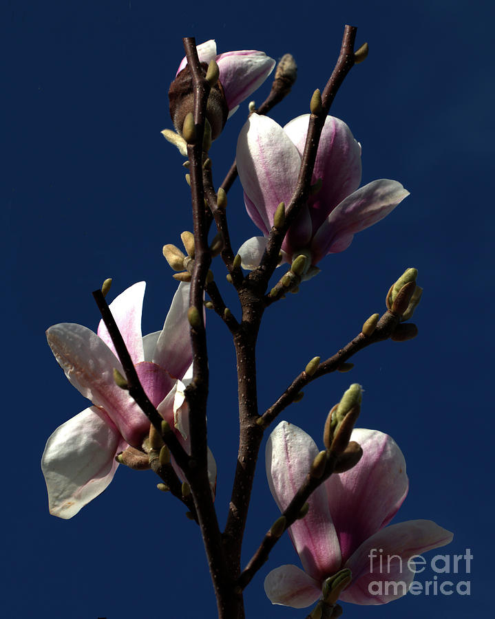 Magnolia Tree Photograph by Stephen Melia