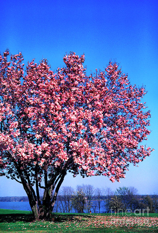 Magnolia Tree Photograph by Thomas R Fletcher