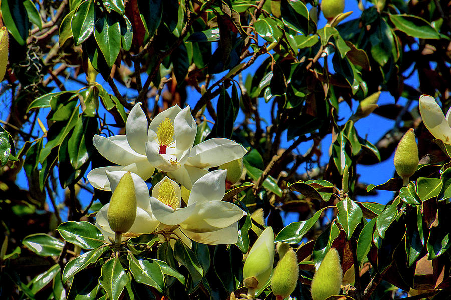 Magnolia Tree Photograph by TJ Baccari - Fine Art America