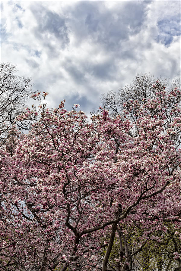 Magnolia Trees And Clouds Photograph