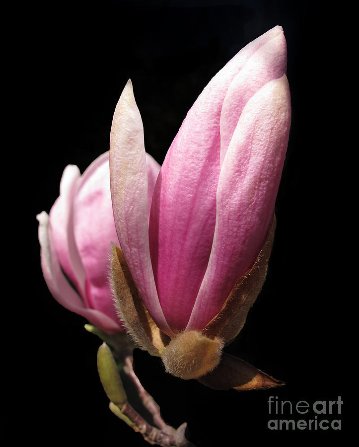 Magnolia Movie Photograph - Magnolia Tulip Tree Blossom by Arlene Carmel