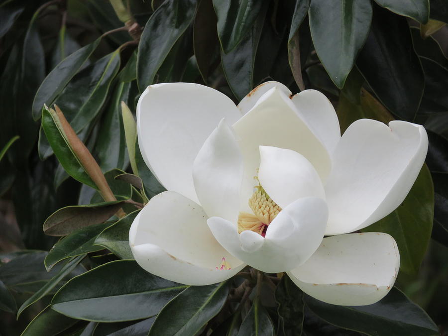 Magnolia Unfolding Photograph by Judith Lauter