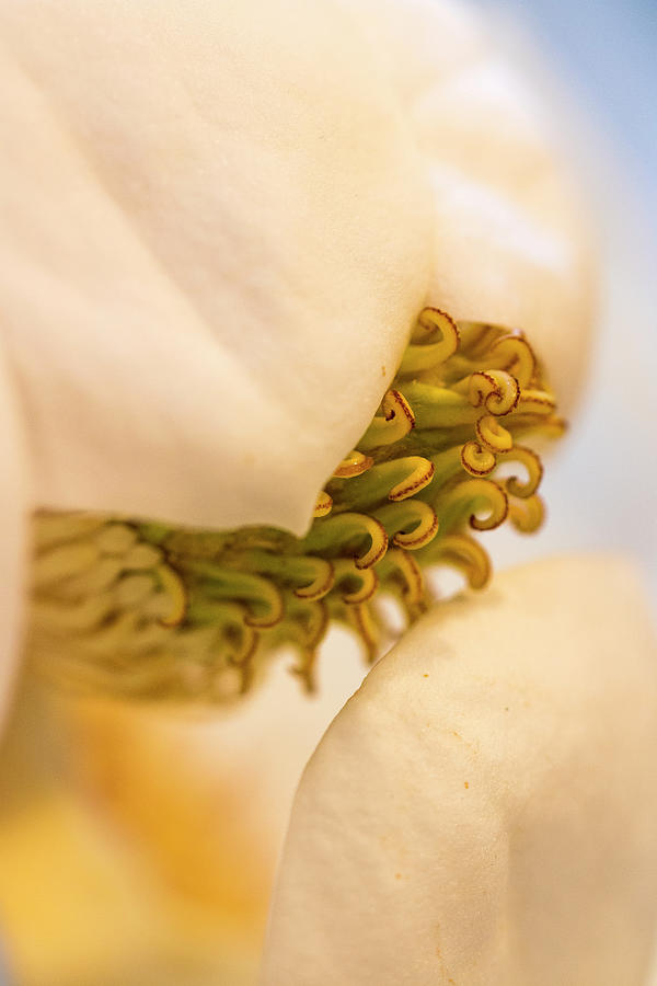 Magnolia Photograph by Vanessa Thomas