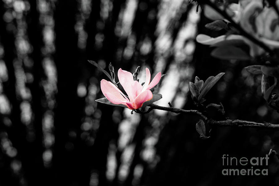 Magnolia w/ Black and White Background Photograph by Kevin Gladwell