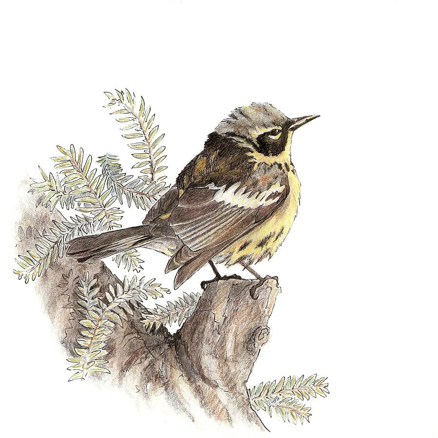Warbler Drawing - Magnolia Warbler by Abby McBride