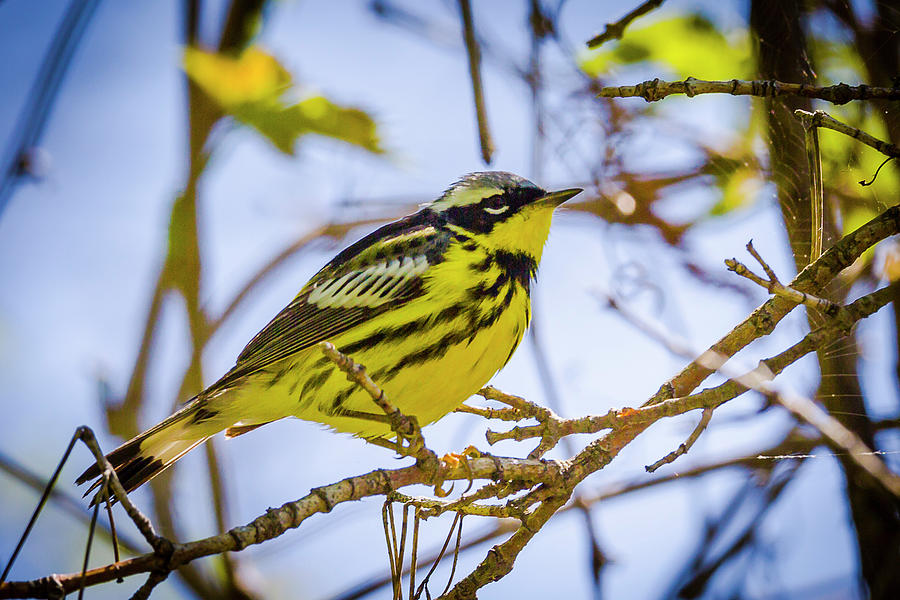 Magnolia Warbler - Magee Marsh, Ohio Photograph by Jack R Perry