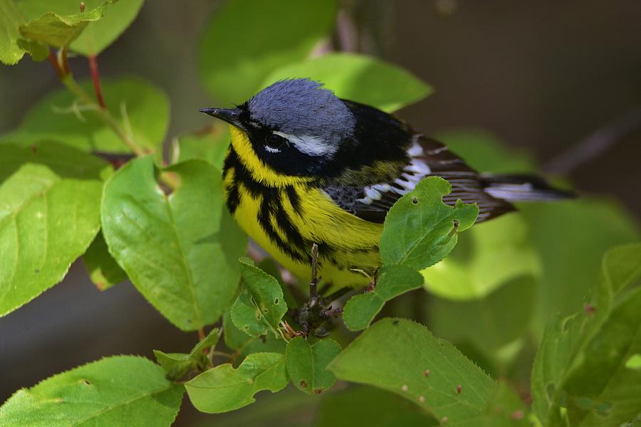 Warbler Photograph - Magnolia Warbler by Michael Dyer