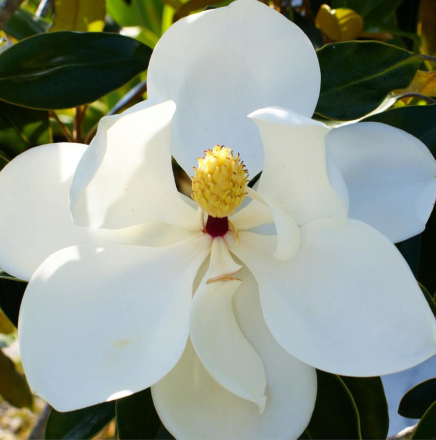 Magnolia White Photograph by Florene Welebny