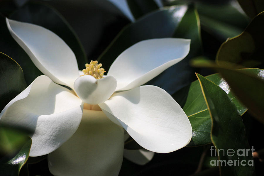 Magnolia White Photograph by Patrick Dablow