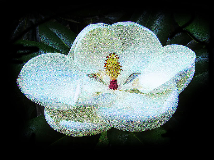 Magnolia Movie Photograph - Magnolia Wide Bloom by Tina M Wenger