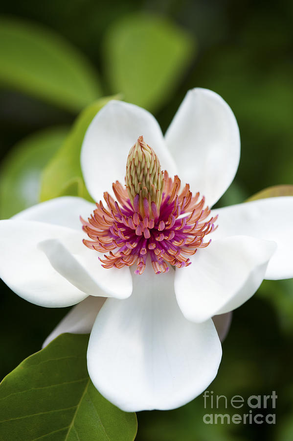 Magnolia Wieseneri Flower Photograph by Tim Gainey