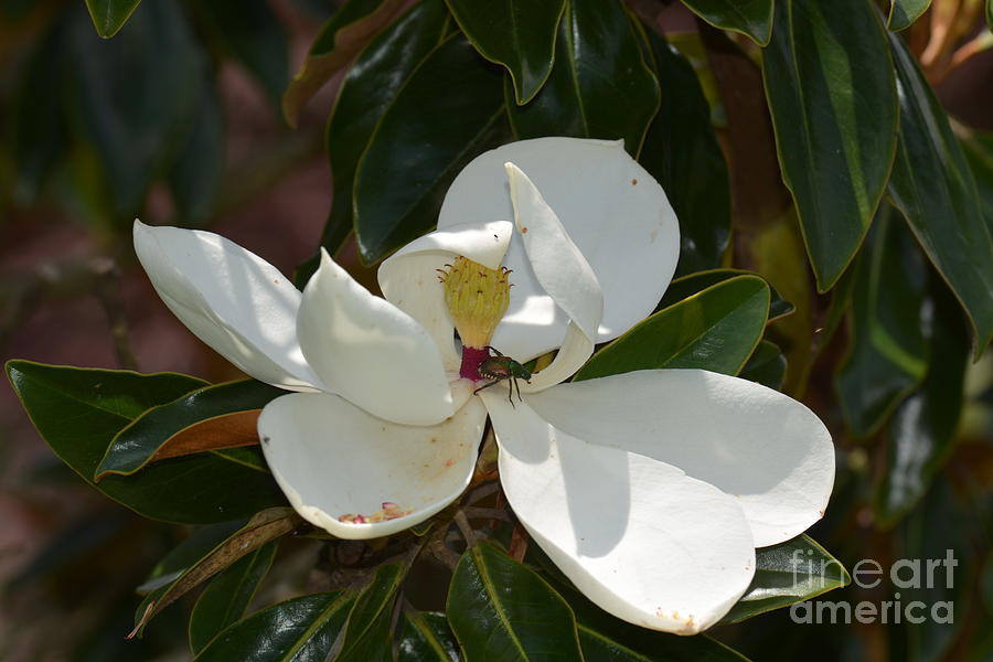 Magnolia With Beetle Photograph by Maria Urso