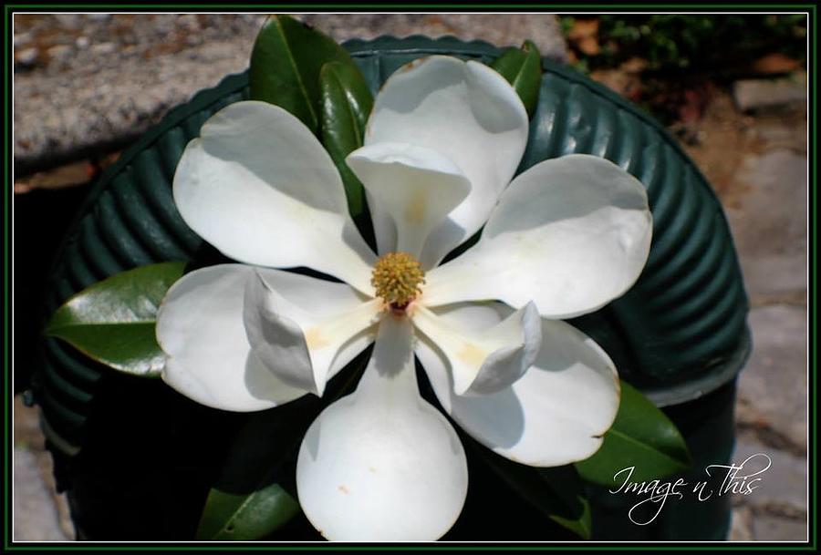 Magnolia You Sweet Thing Photograph by Paul Henry