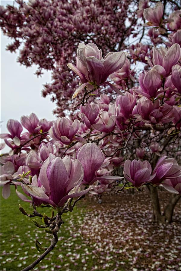 Magnolias 1 Photograph by Robert Ullmann