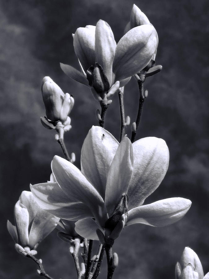 Magnolias and a Little Fly Photograph by Renette Coachman