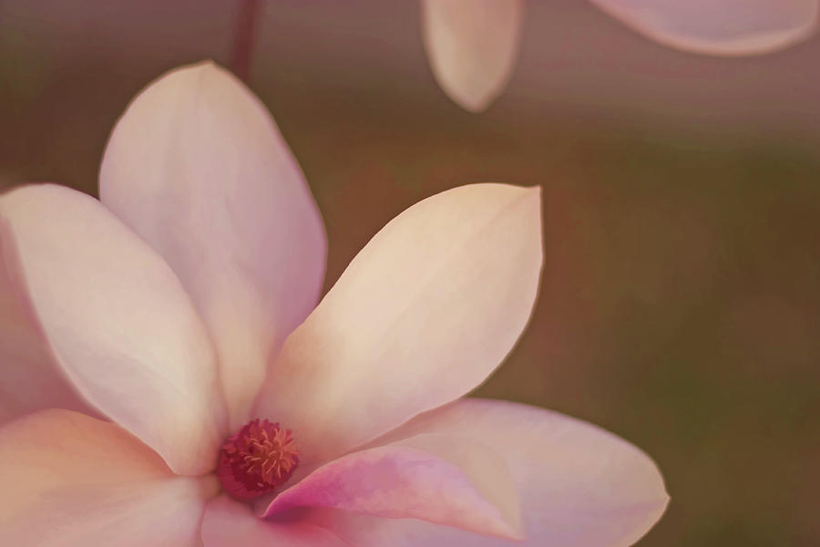 Magnolias Photograph