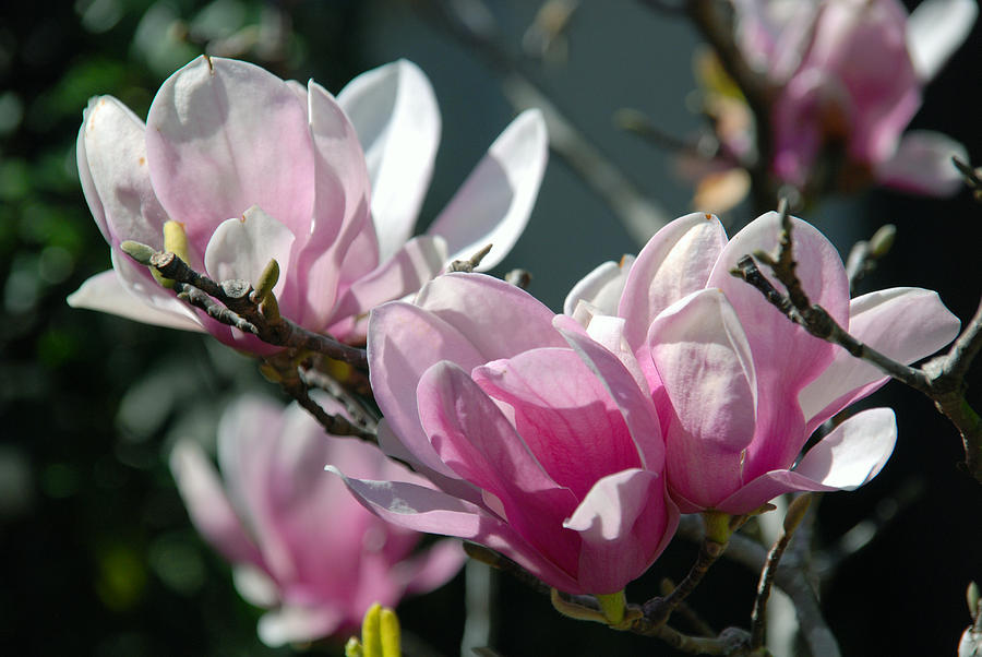Magnolias are blooming Photograph by Susanne Van Hulst
