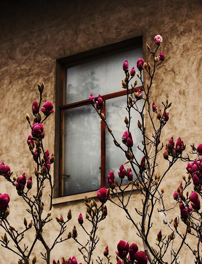 Magnolias Before Window Photograph by Amy Neal